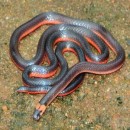 The Strange Case of Mimicry in the New World Coral Snakes: A Review (1985)