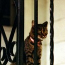 Reflections on the Passing of Dallas the Cat (1987)